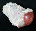 Million Year Old Polished Red Horn Coral - Utah #14857-3